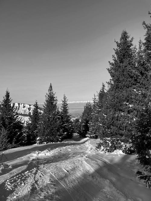 Pine Trees on Snow Covered Ground