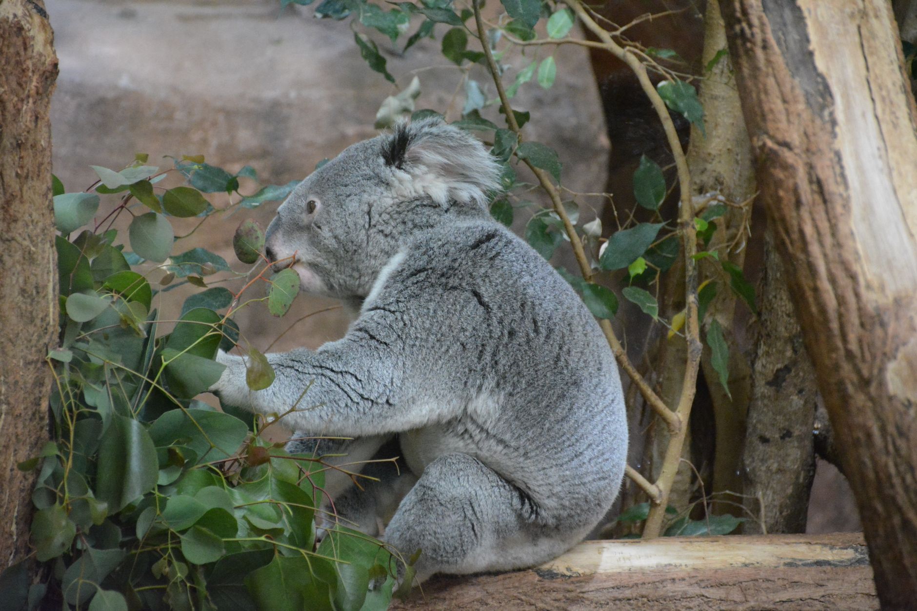 A koala enjoying eucalyptus leaves in a serene, natural habitat.