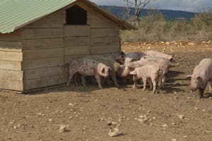 Pigs Standing in Shadow of Wooden Shed