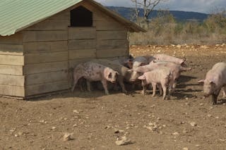 Pigs Standing in Shadow of Wooden Shed
