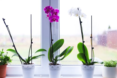 Flowers on Windowsill