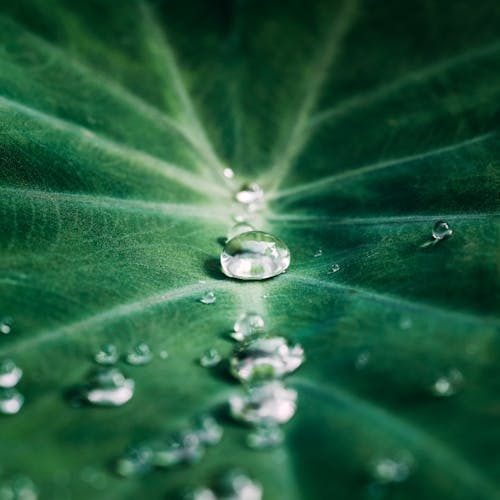 Closeup of Dew on a Green Leaf