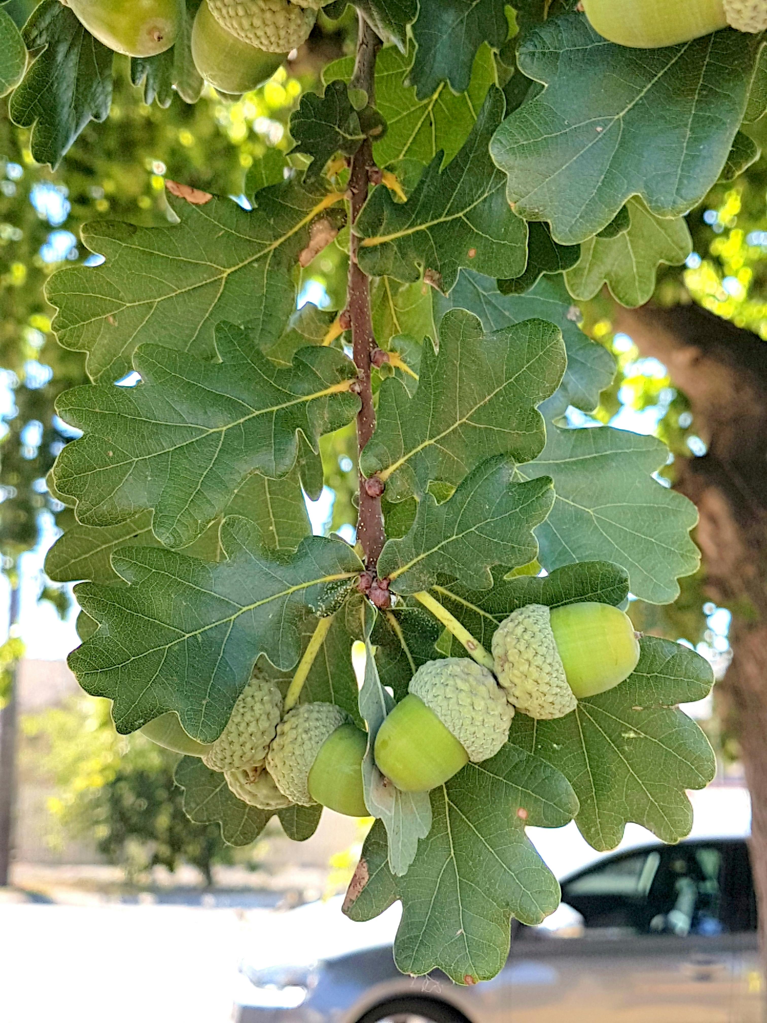 Free stock photo of acorns, oak tree
