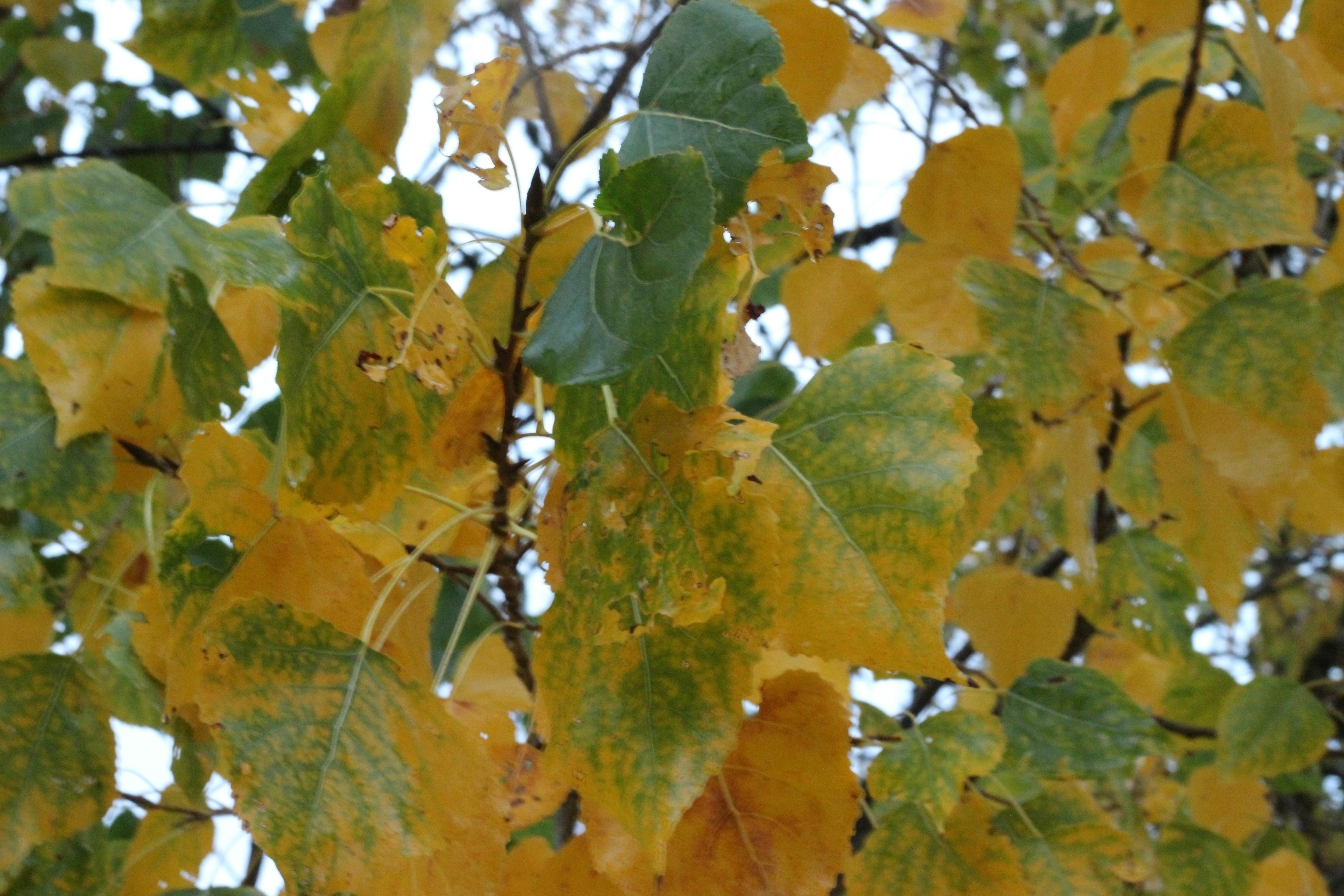 Kostenloses Foto zum Thema: strandhaus