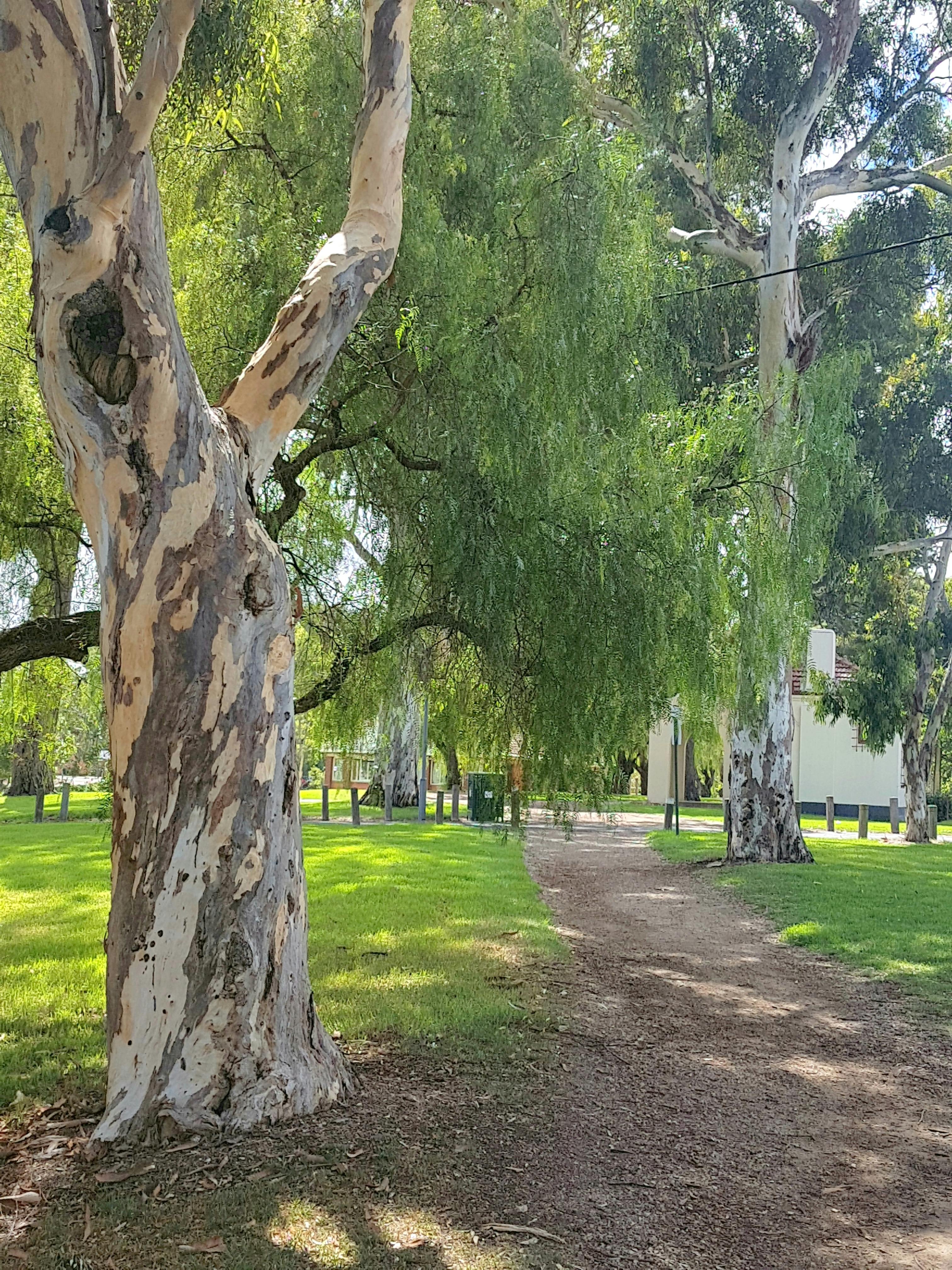 Free stock photo of eucalyptus, green foliage, Gum Tree