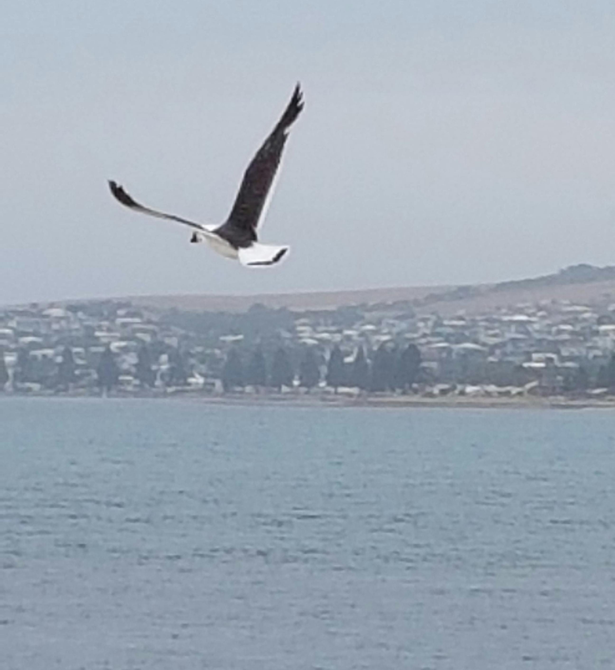 Free stock photo of albatross, ocean, sea bird
