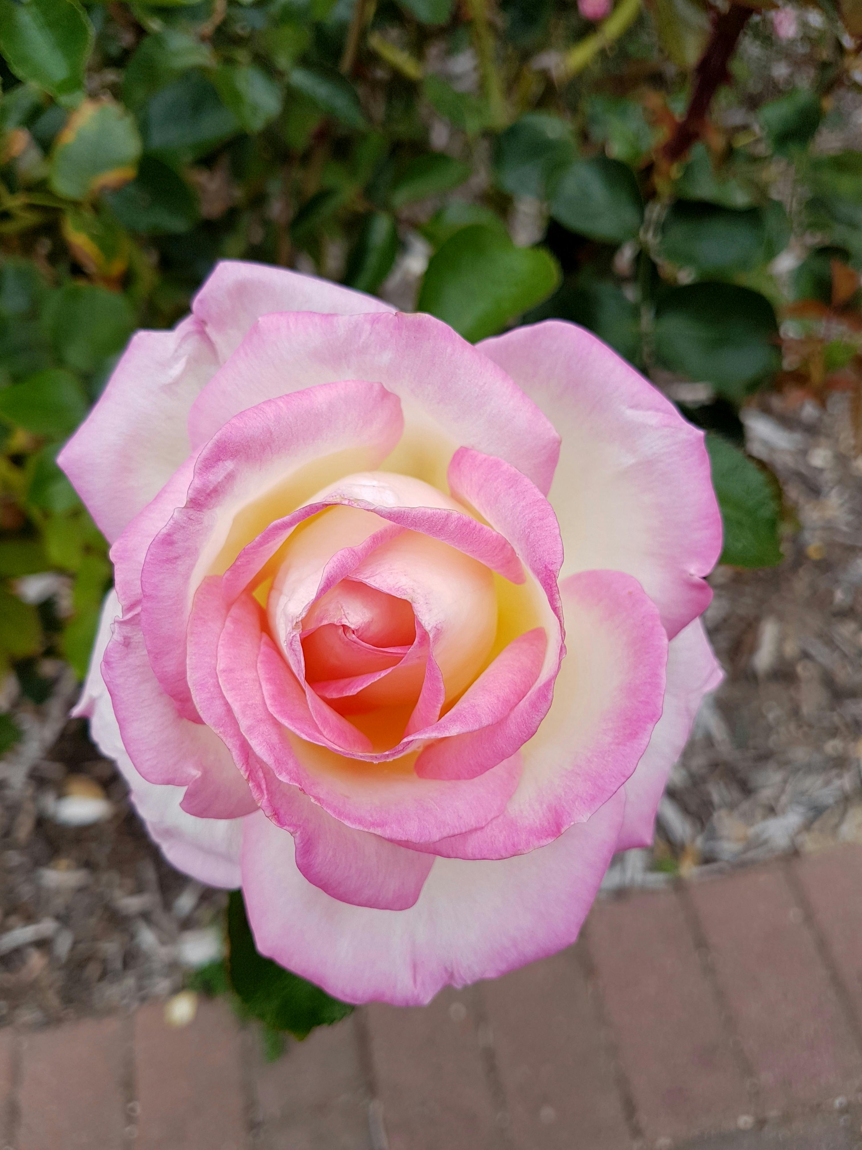 Free stock photo of pink and white rose, pretty, rose