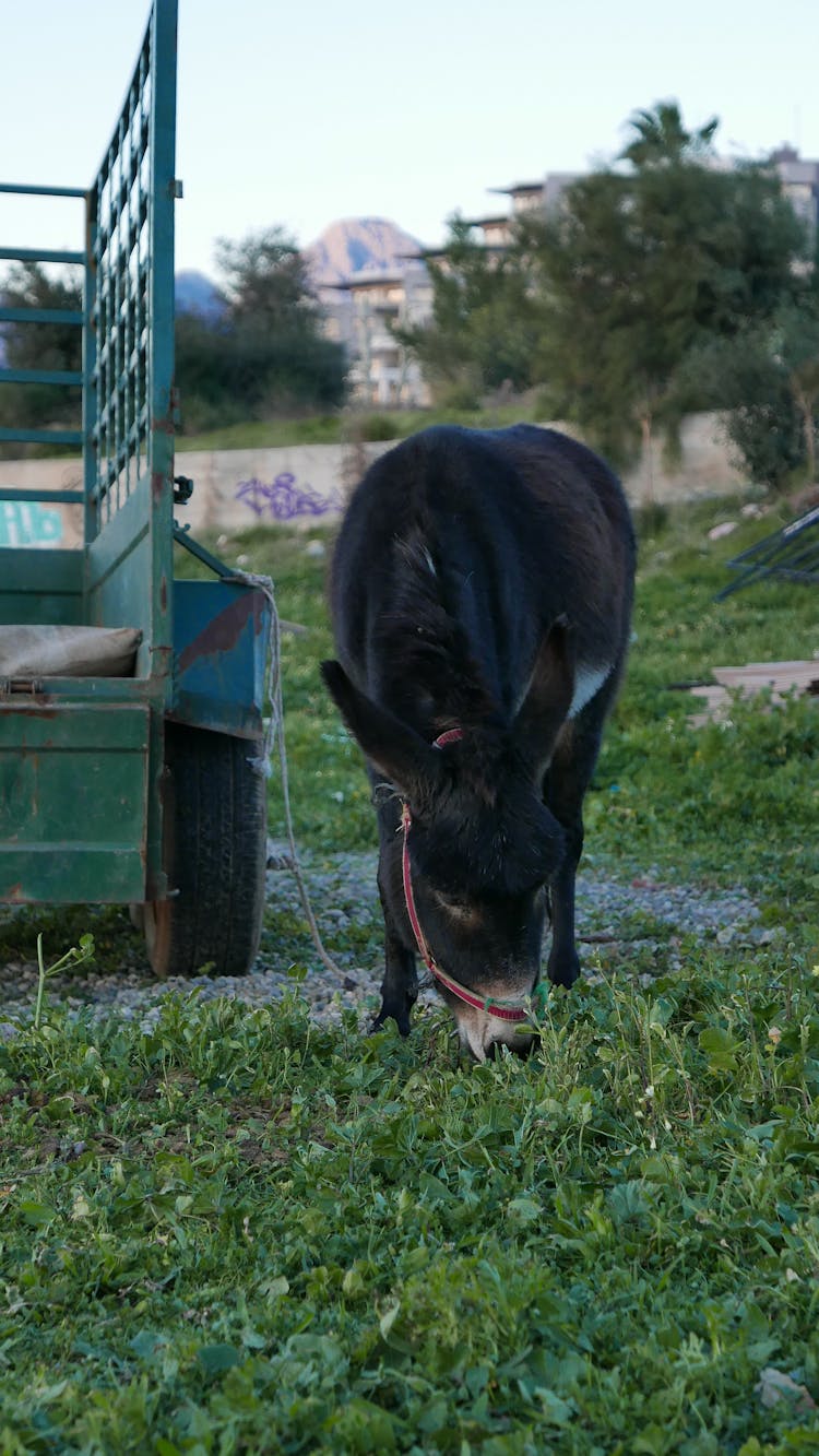 Black Donkey Grazing Outdoors