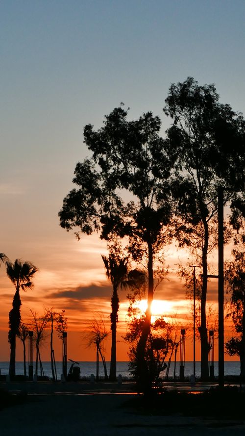 Free Capture of a serene sunset at the coast with tree silhouettes and an orange sky. Stock Photo