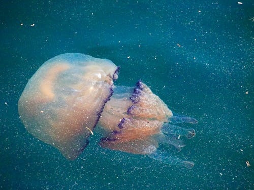 Základová fotografie zdarma na téma fotografie divoké přírody, medúza, moře