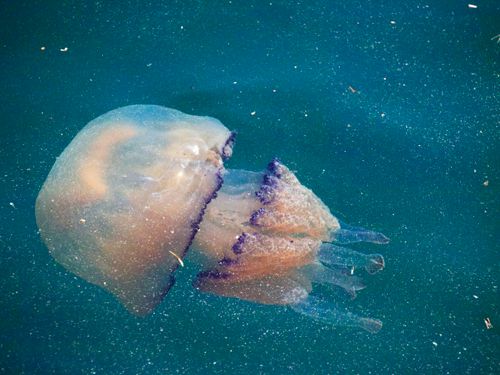 Free Capture of a single jellyfish floating gracefully in the ocean waters. Stock Photo