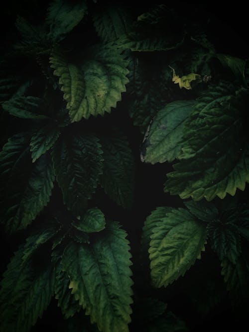 бесплатная Крупный план зеленых листьев Стоковое фото