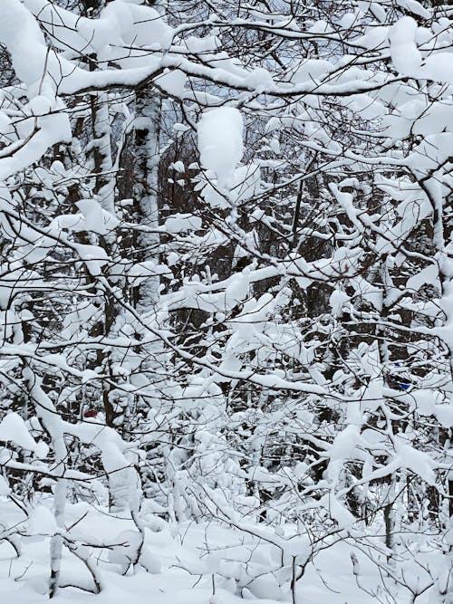 Gratis arkivbilde med abstrakt bakgrunn, snødekte trær