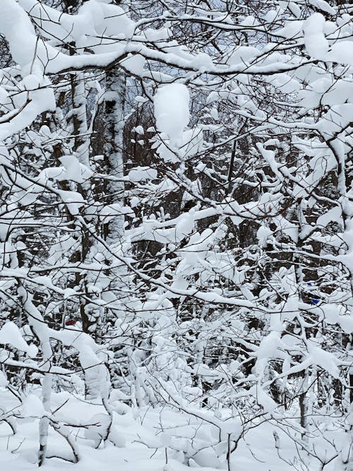 Free stock photo of abstract background, snow covered trees