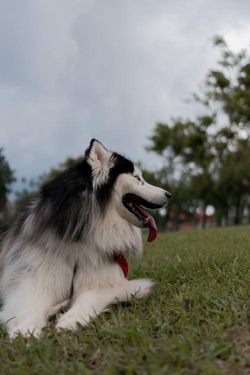 Gratis stockfoto met alaskan malamute, beest, bewolking