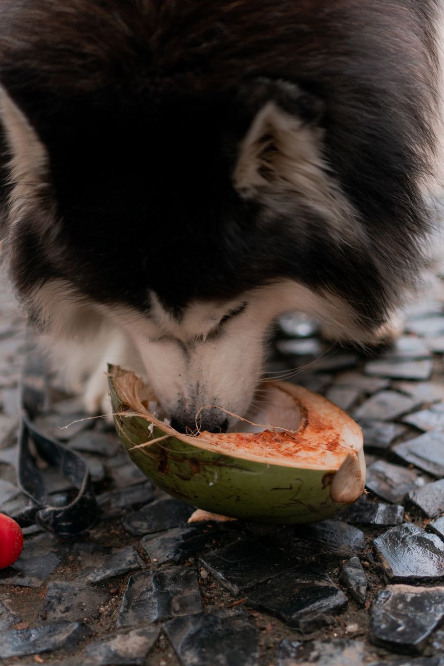 Dog sniffing tropical fruit pieces offered as a treat