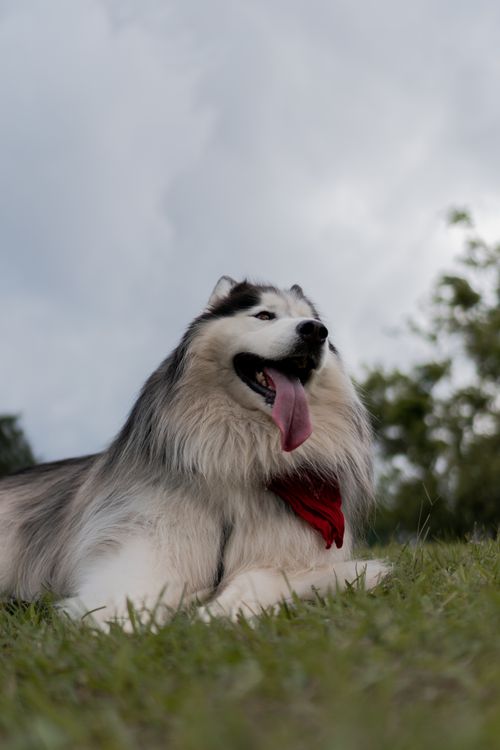 Free A fluffy Siberian Husky wearing a red bandana lies on green grass, tongue out, against a cloudy sky. Stock Photo