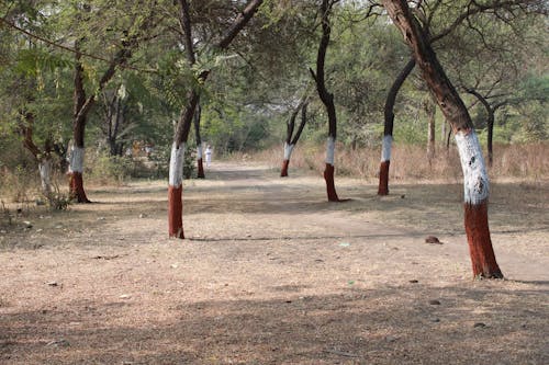 Immagine gratuita di albero, albero sullo sfondo, ambiente