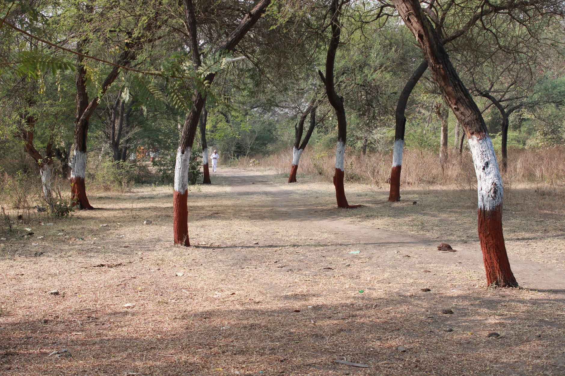 रणथंभौर में ‘जंगल का युद्ध’! टेरिटरी और बाघिन के लिए खूनी संघर्ष, 9 साल में 9 बाघों की मौत