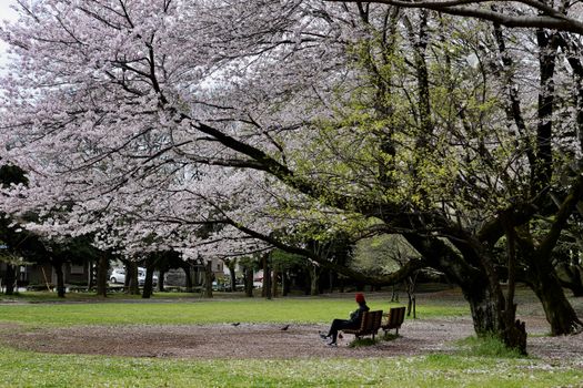 A peaceful park scene with blooming cherry blossoms and a person sitting quietly on a bench.