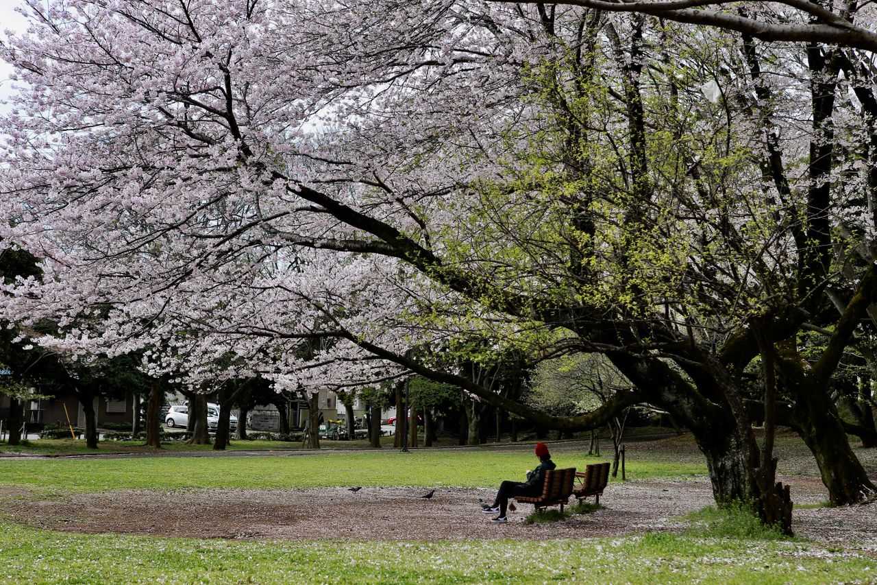 a peaceful park scene with blooming cherry blossoms and a person sitti