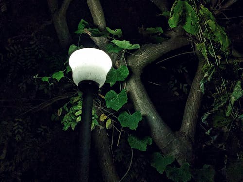 Foto profissional grátis de árvore, luz e árvore, luz noturna