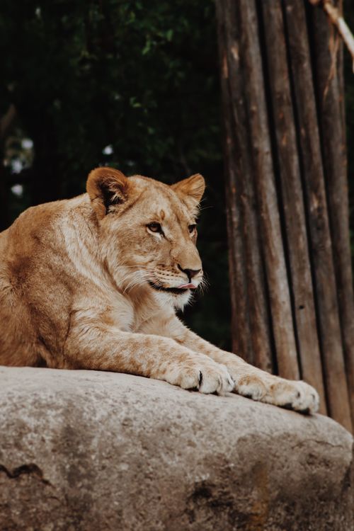 Free A majestic lioness lying on a rock, showcasing her grace and power in a zoo setting. Stock Photo