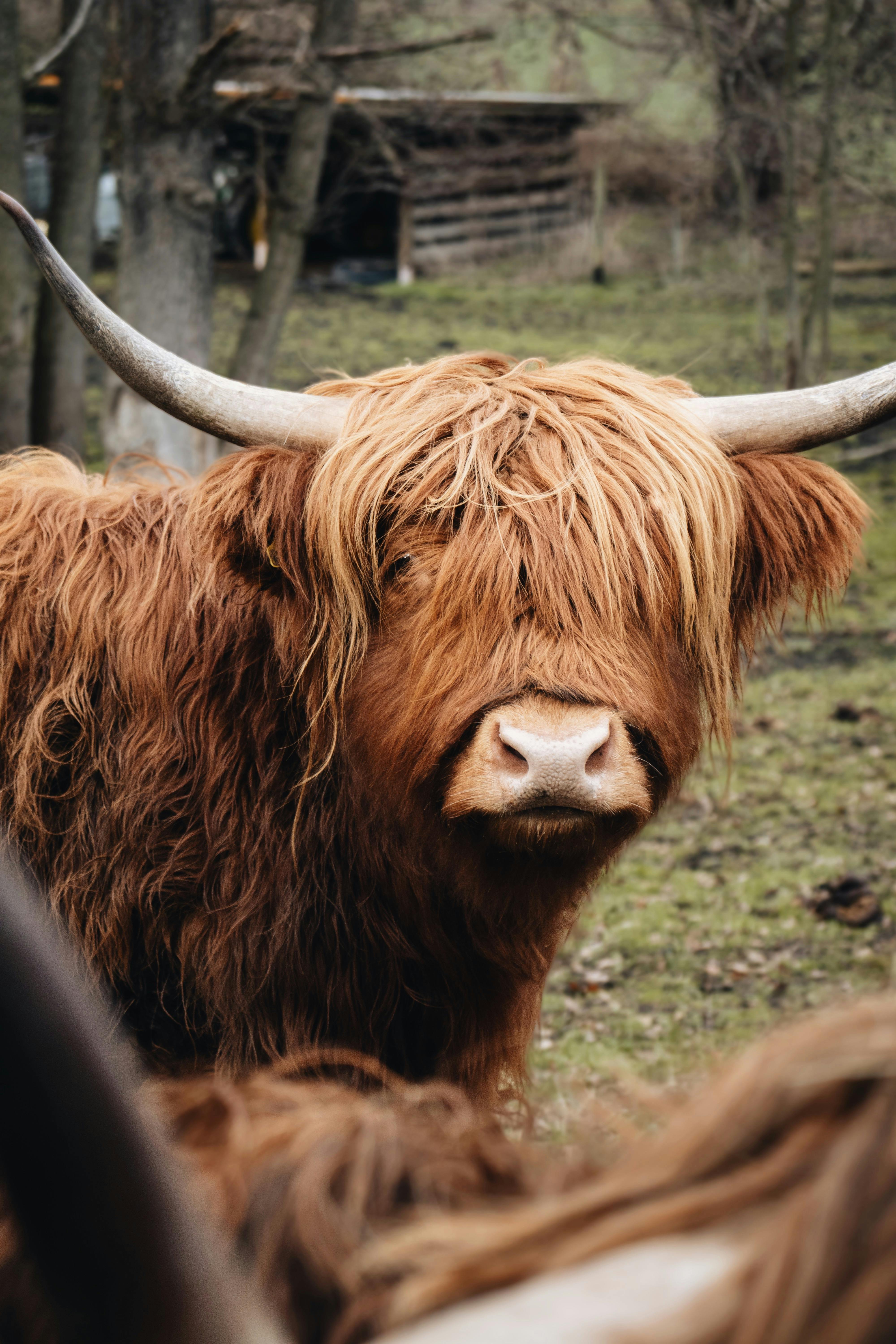 Gratuit Photos gratuites de abri de jardin, agriculture, animal Photos