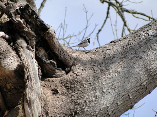 Immagine gratuita di alberi, molla, soleggiato