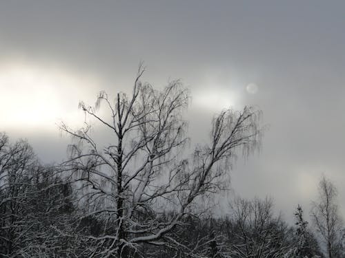 Immagine gratuita di alberi, freddo, inverno