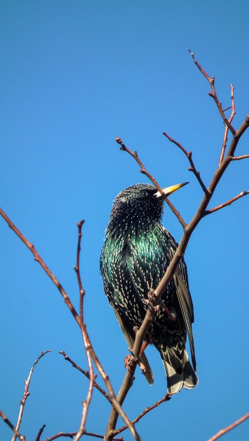 Foto stok gratis biru, jalak biasa