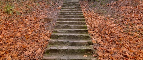 Immagine gratuita di autunno, foglie autunnali, parco