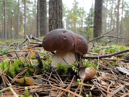 Immagine gratuita di autunno, Boleti, foresta