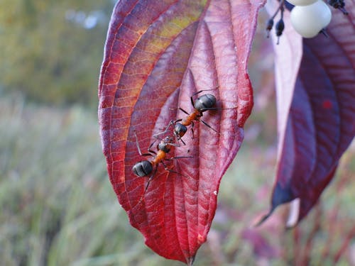 Immagine gratuita di autunno, discussione, divertente