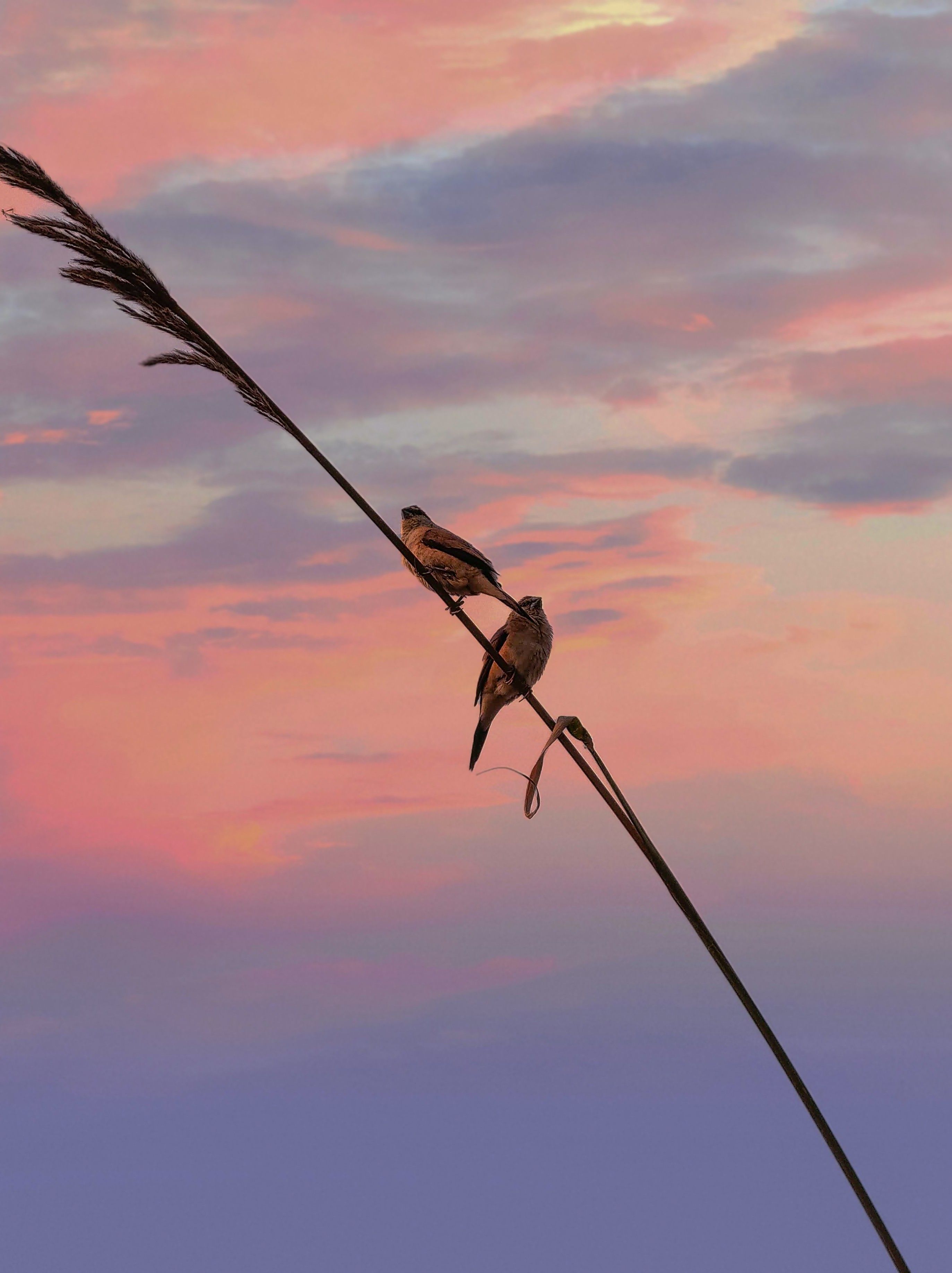 Birds Perching on Thin Rush · Free Stock Photo
