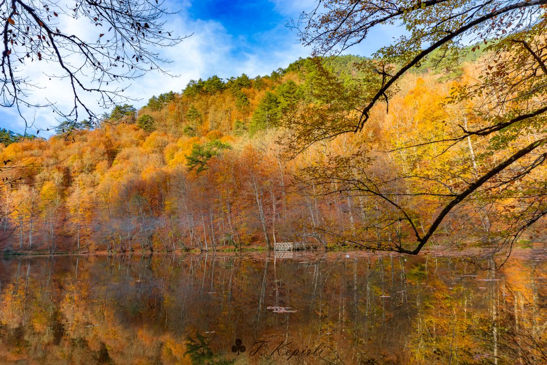 Autumn Forest Reflecting in a Lake · Free Stock Photo
