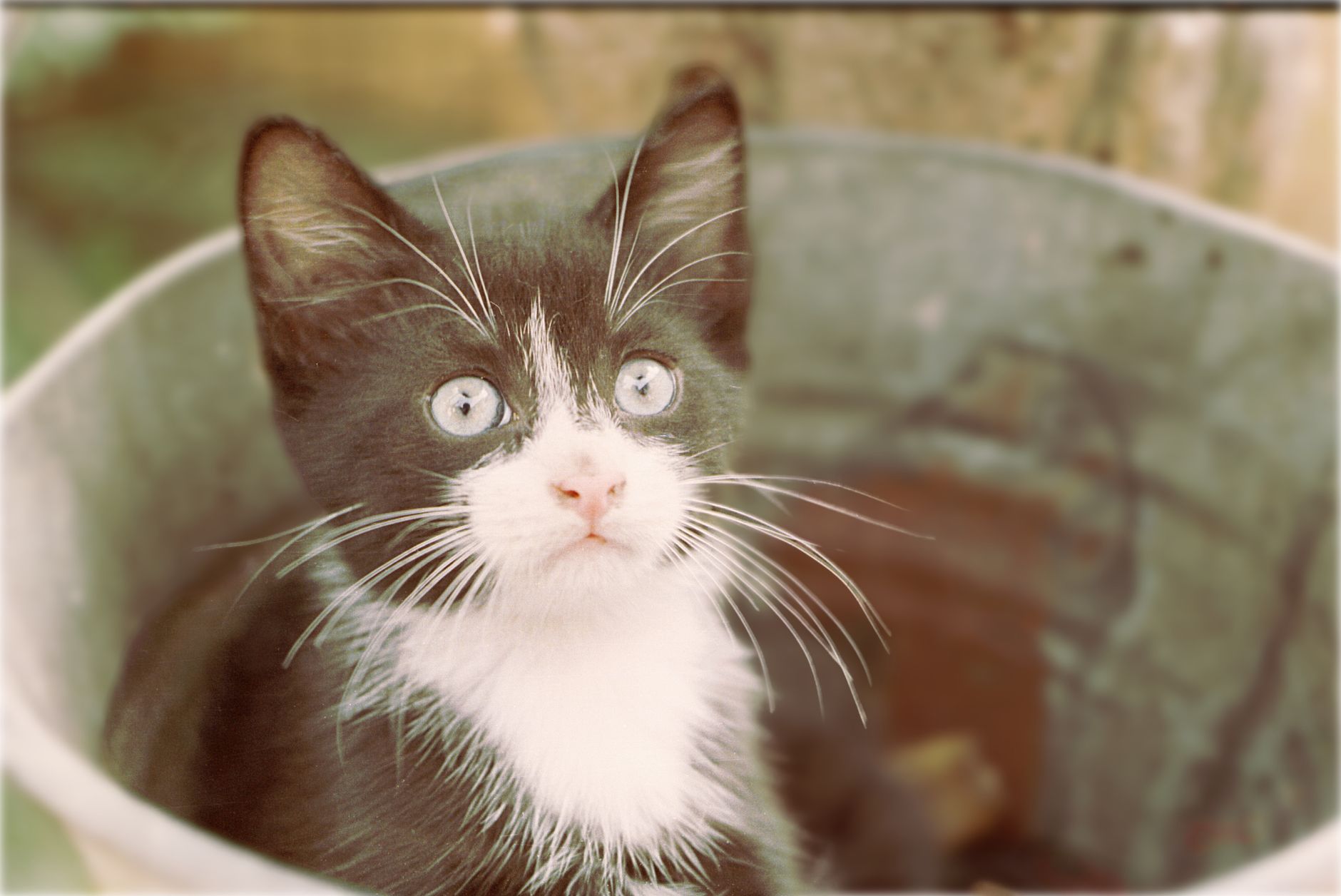 Healthcare and wellness consultation for a cat