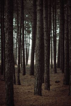 Moody forest scene with tall pine trees, perfect for nature themes and woodland settings.