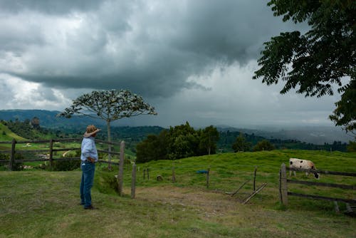 Man Looking at a Cow on a Pasture in Mountains 