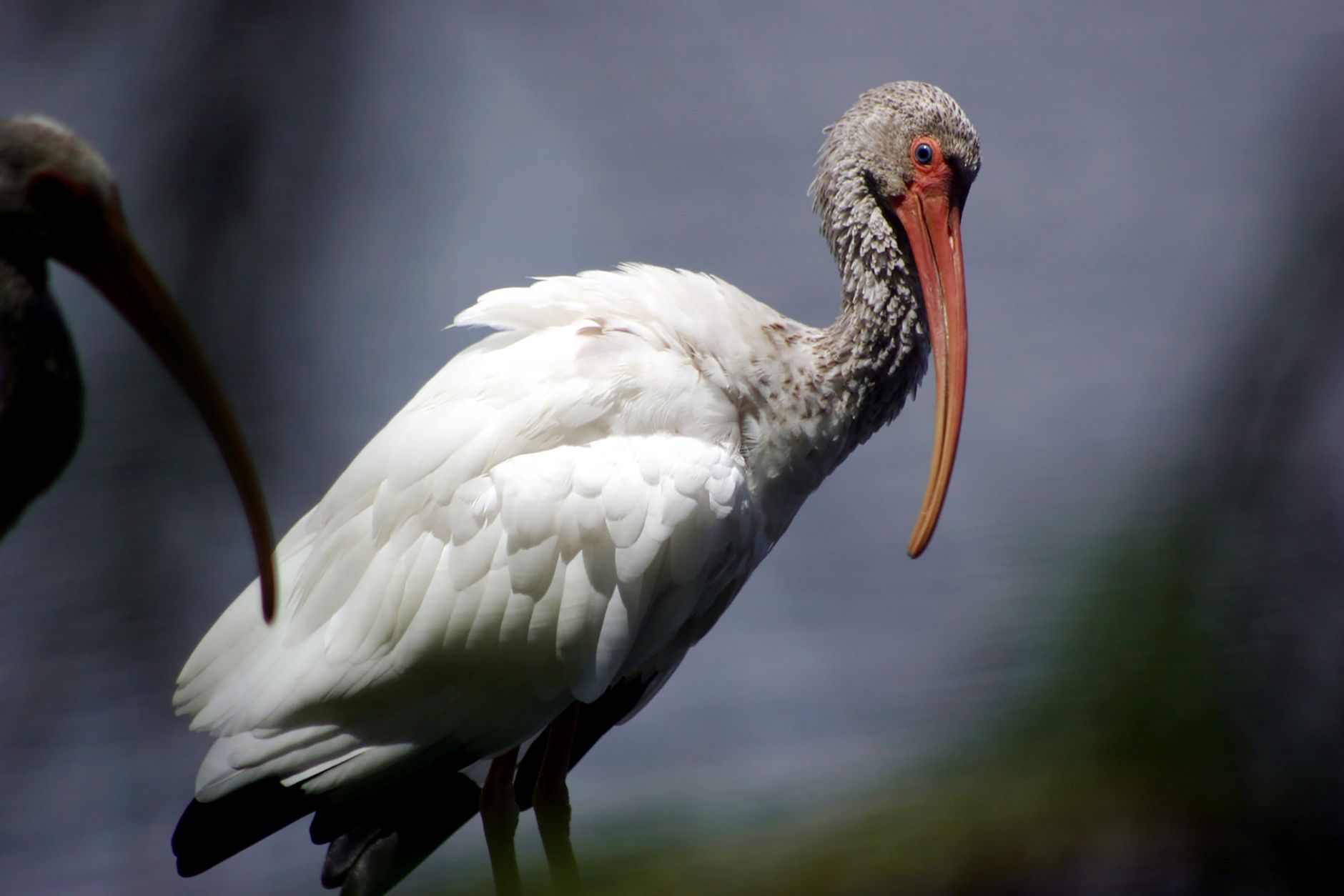 Close-up of a white ibis in Tampa, Florida, showcasing its distinctive beak and plumage.
