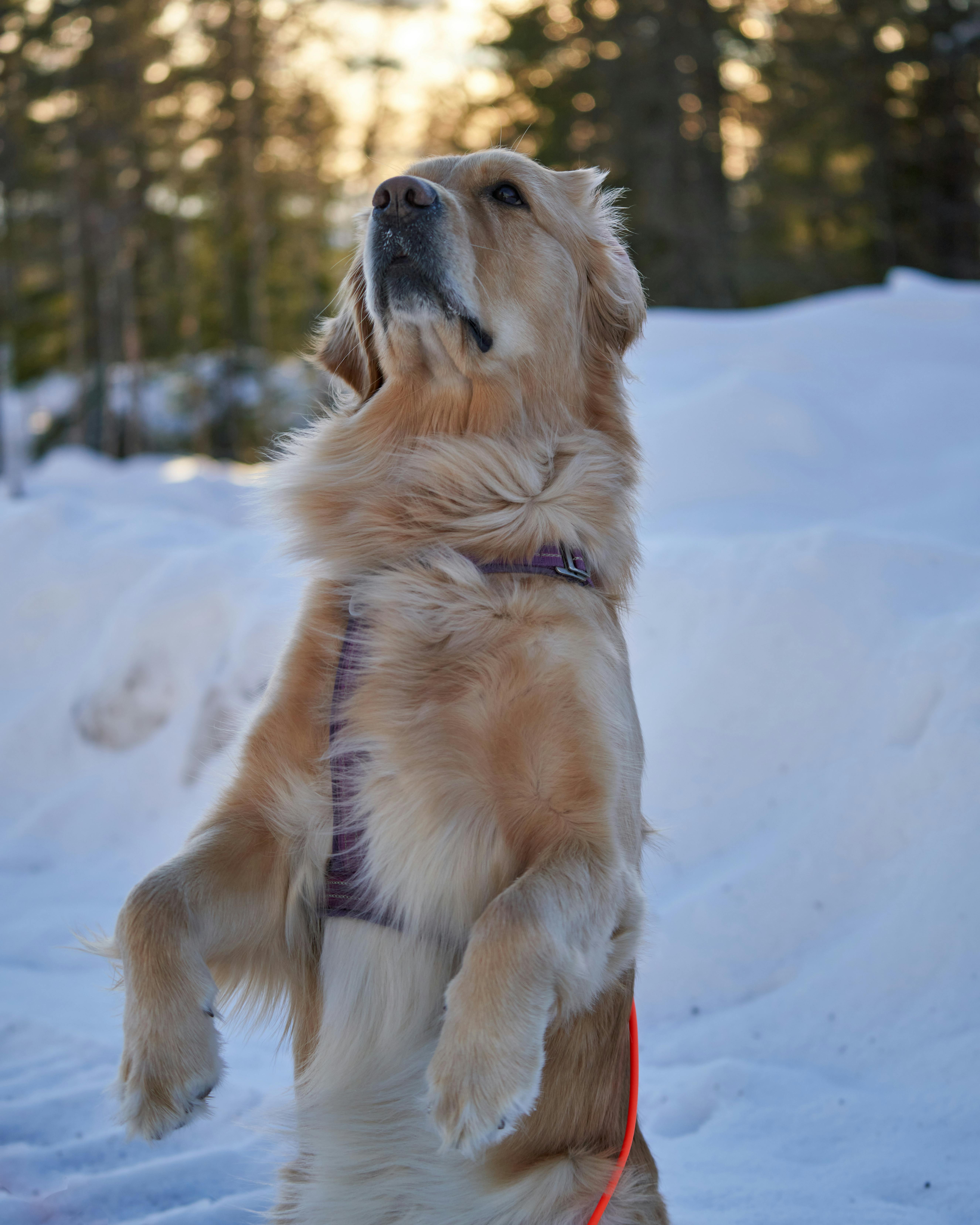 Golden Retriever Wearing Christmas Headband in Snowy Scenery · Free ...