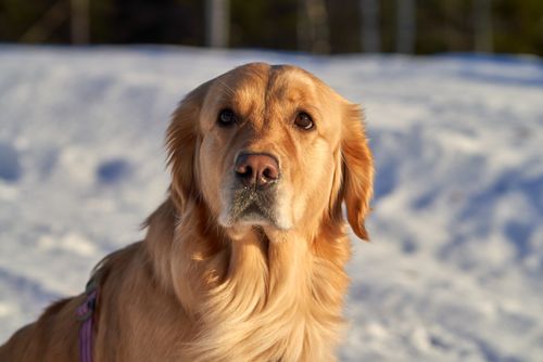 Free A golden retriever in a snowy landscape, captured during the day. Stock Photo