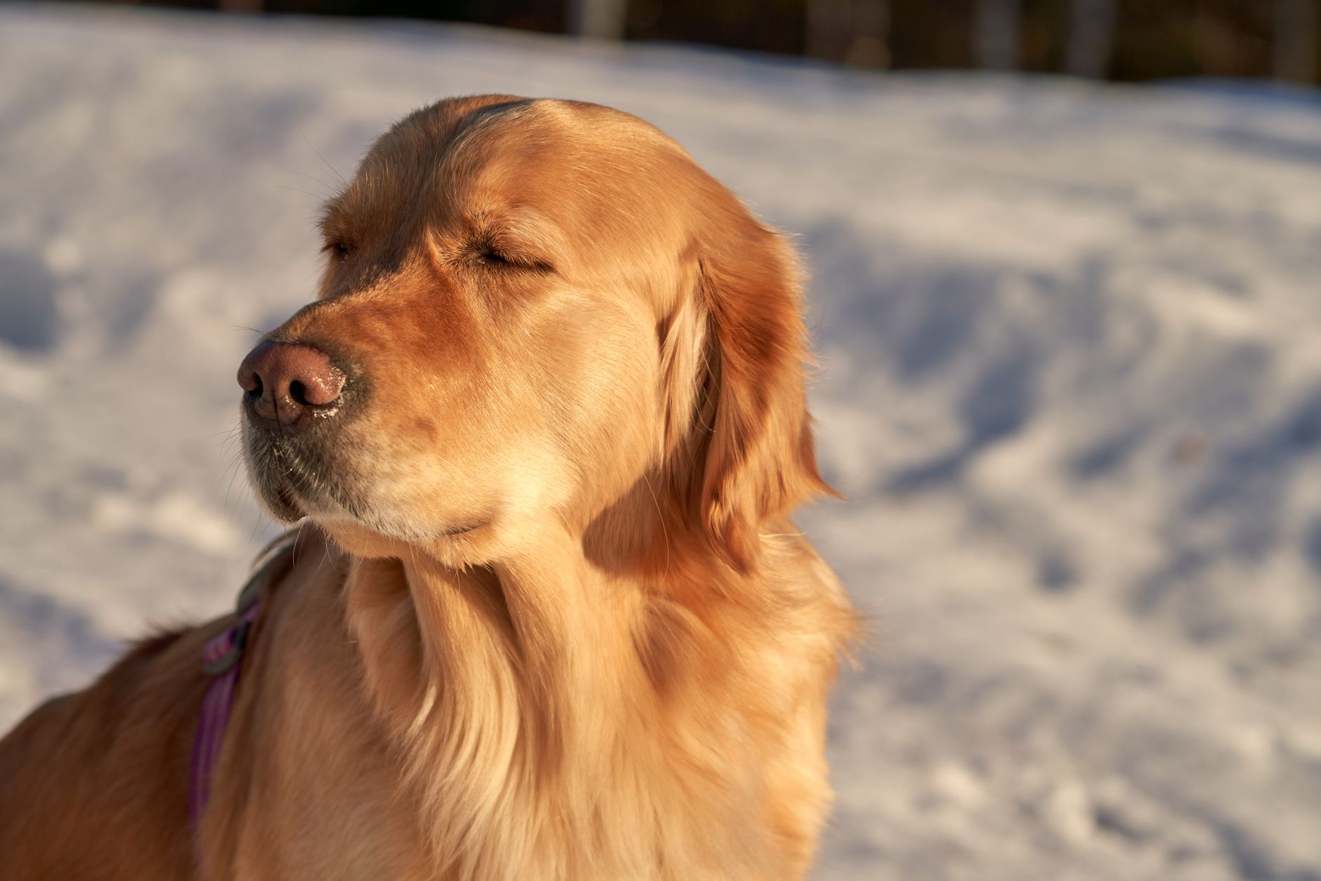 golden retriever in natural sunlight showing rich fur texture and warm tones