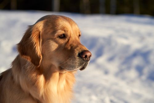 Free Golden retriever enjoying a sunny winter day outdoors. Stock Photo