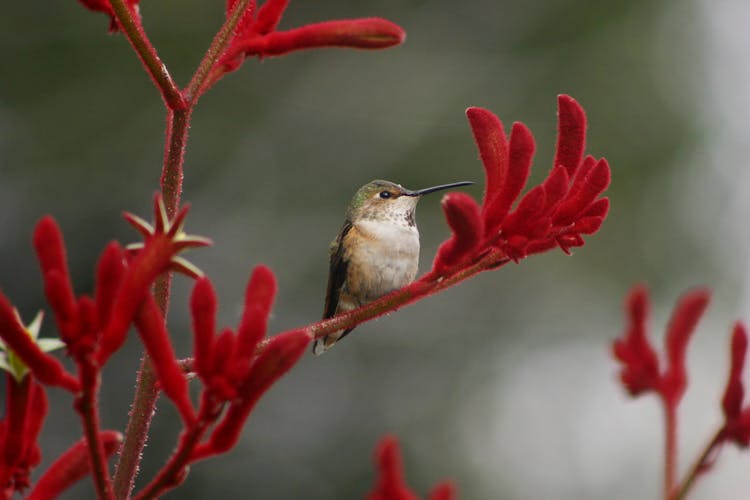 Hummingbird On Red Plant