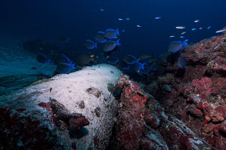 Fish And Coral On Seabed