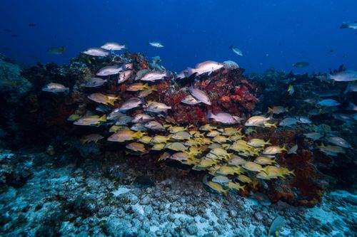 Free A colorful school of fish swims over a vibrant coral reef in Cozumel, Mexico, showcasing marine biodiversity. Stock Photo