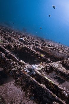 Explore a vibrant underwater scene of marine life amidst a sunken shipwreck on the ocean floor.