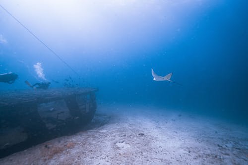 Foto profissional grátis de embaixo da água, mar, oceano