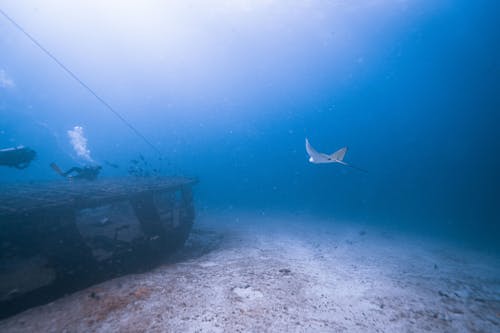 Photos gratuites de aigle ray, aquatique, fond d'écran